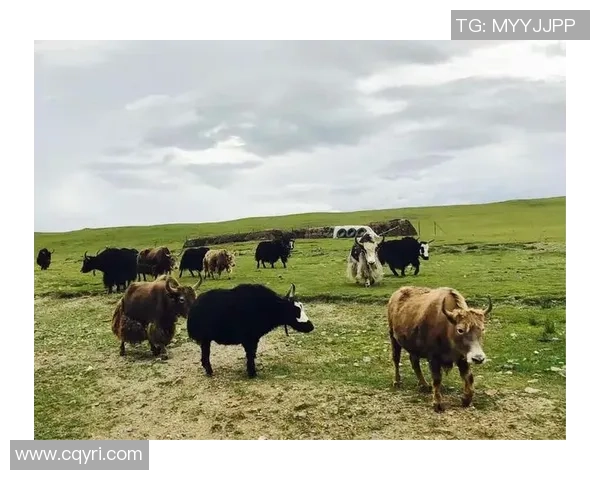 足球明星谈西藏文化与自然之美引发全球关注